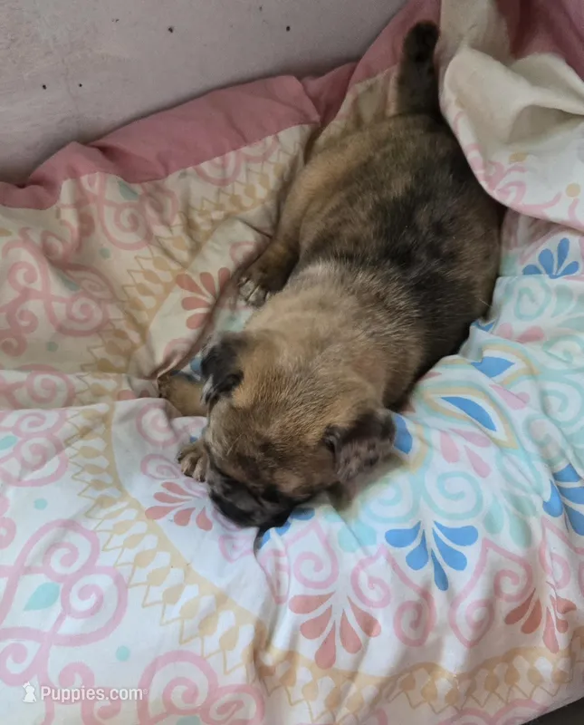 Milo – Jack Russell Terrier, Pug puppy for sale in Bowling Green, KY