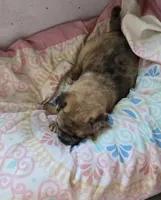 Milo, a male Jack Russell Terrier and Pug for sale in Bowling Green, KY – Photo 1 of 5