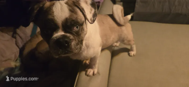 Max  – Boxer, Pug puppy for sale in Bowling Green, KY