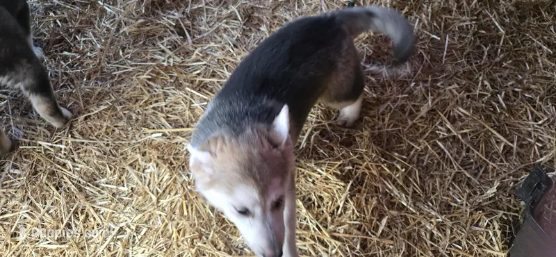 Luna – German Shepherd Dog, Siberian Husky puppy for sale in Bowling Green, KY