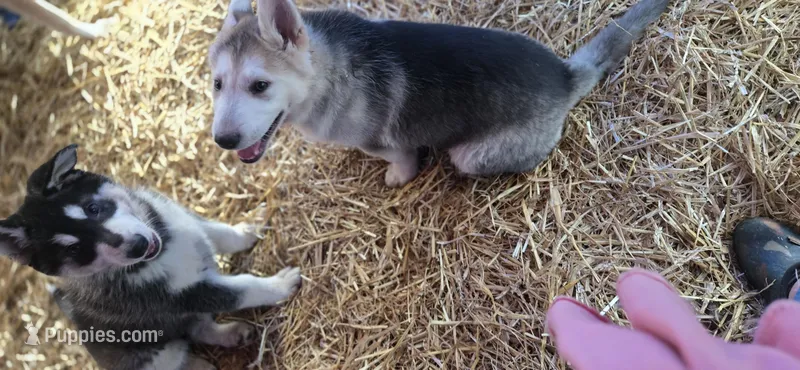 Luna – German Shepherd Dog, Siberian Husky puppy for sale in Bowling Green, KY