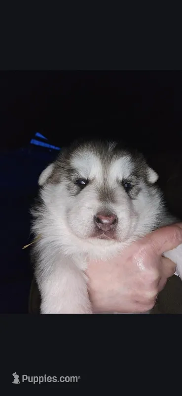 Luna – German Shepherd Dog, Siberian Husky puppy for sale in Bowling Green, KY