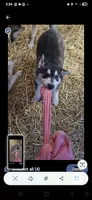 Lokie, a male German Shepherd Dog and Alaskan Husky for sale in Bowling Green, KY – 3 of 7
