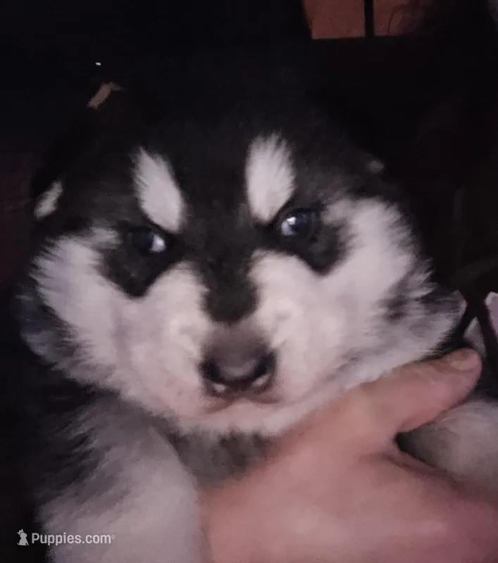 Lokie  – German Shepherd Dog, Siberian Husky puppy for sale in Bowling Green, KY
