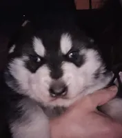 Lokie , a male German Shepherd Dog and Siberian Husky for sale in Bowling Green, KY – Photo 1 of 5