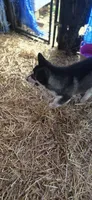 Lokie, a male German Shepherd Dog and Alaskan Husky for sale in Bowling Green, KY – 2 of 7