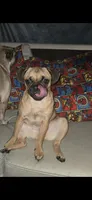 MJ, a female Jack Russell Terrier and Japug for sale in Bowling Green, KY – 1 of 1