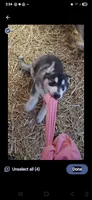 Lokie, a male German Shepherd Dog and Alaskan Husky for sale in Bowling Green, KY – 6 of 7