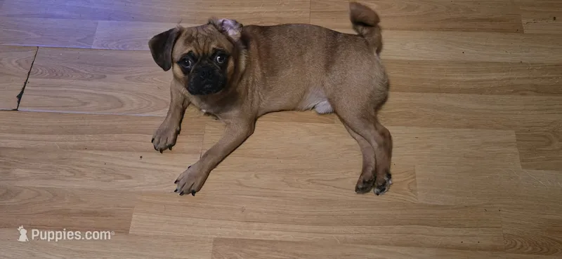 MJ – Jack Russell Terrier, Japug puppy for sale in Bowling Green, KY