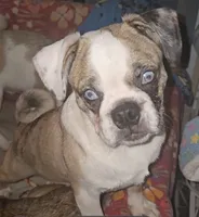 Silas, a male Boxer and Pug for sale in Bowling Green, KY – 10 of 10