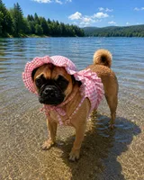 MJ ( Michelle jalapeño), a female Jack Russell Terrier and Pug for sale in Bowling Green, KY – 4 of 9