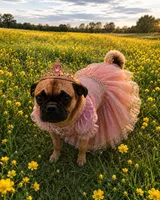 MJ ( Michelle jalapeño), a female Jack Russell Terrier and Pug for sale in Bowling Green, KY – 7 of 9
