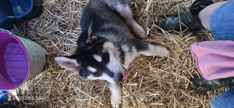 Lokie – German Shepherd Dog, Alaskan Husky puppy for sale in Bowling Green, KY