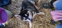 Lokie, a male German Shepherd Dog and Alaskan Husky for sale in Bowling Green, KY – 1 of 7
