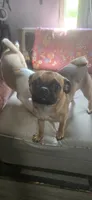 MJ ( Michelle jalapeño), a female Jack Russell Terrier and Pug for sale in Bowling Green, KY – 3 of 9