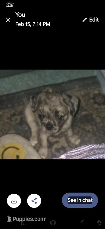 Archie – Boxer, Pug puppy for sale in Bowling Green, KY