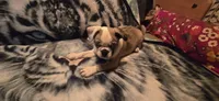 Salis , a male English Bulldog and Pug for sale in Bowling Green, KY – Photo 6 of 8