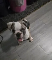 Salis , a male Boxer and Pug for sale in Bowling Green, KY – Photo 3 of 10