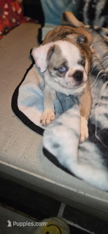 Salis  – English Bulldog, Pug puppy for sale in Bowling Green, KY