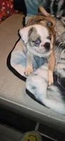 Salis , a male English Bulldog and Pug for sale in Bowling Green, KY – Photo 1 of 8