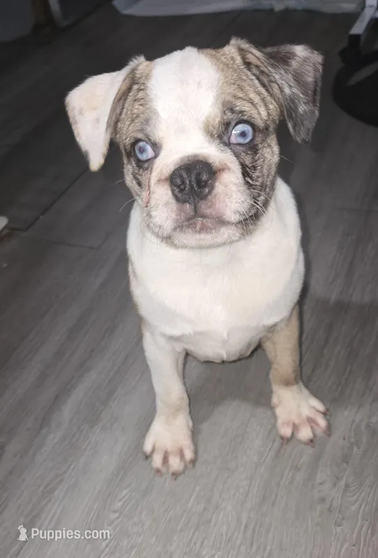 Salis  – Pug puppy for sale in Bowling Green, KY