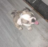 Salis , a male Boxer and Pug for sale in Bowling Green, KY – Photo 7 of 10