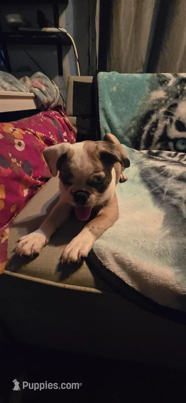 Salis  – Boxer, Pug puppy for sale in Bowling Green, KY
