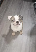 Salis , a male Boxer and Pug for sale in Bowling Green, KY – Photo 8 of 10