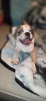 Salis , a male English Bulldog and Pug for sale in Bowling Green, KY – Photo 2 of 8