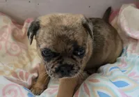 Cleo, a female Jack Russell Terrier and Pug for sale in Bowling Green, KY – Photo 3 of 6