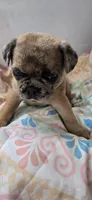 Cleo, a female Jack Russell Terrier and Pug for sale in Bowling Green, KY – Photo 5 of 6