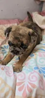 Cleo, a female Jack Russell Terrier and Pug for sale in Bowling Green, KY – Photo 4 of 6