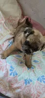 Cleo, a female Jack Russell Terrier and Pug for sale in Bowling Green, KY – Photo 6 of 6