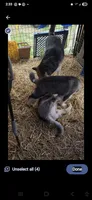 Lokie, a male German Shepherd Dog and Alaskan Husky for sale in Bowling Green, KY – 7 of 7
