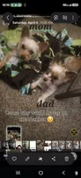 Chip, a male Yorkshire Terrier for sale in La Puente, CA – 3 of 9
