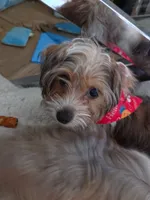 Chip, a male Yorkshire Terrier for sale in La Puente, CA – 5 of 9