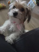 Chip, a male Yorkshire Terrier for sale in La Puente, CA – 6 of 10