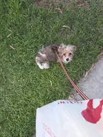 Chip, a male Yorkshire Terrier for sale in La Puente, CA – 10 of 10