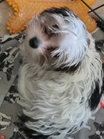 Axl, a male Yorkshire Terrier for sale in La Puente, CA – 2 of 5