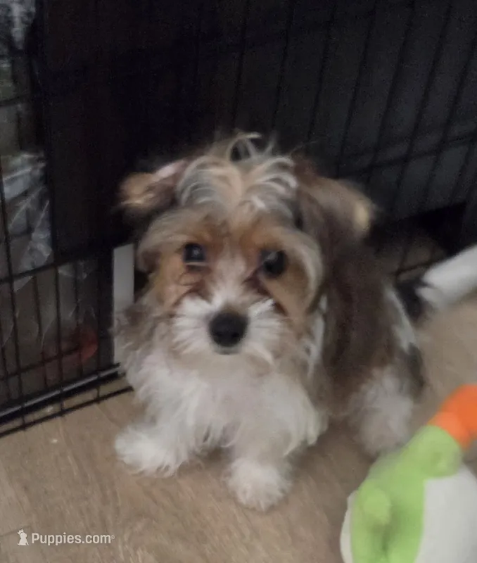 Chip – Yorkshire Terrier puppy for sale in La Puente, CA