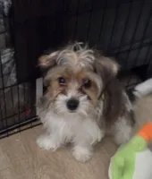 Chip, a male Yorkshire Terrier for sale in La Puente, CA – 1 of 6