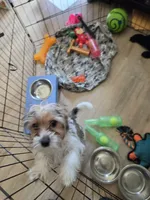 Chip, a male Yorkshire Terrier for sale in La Puente, CA – 5 of 6