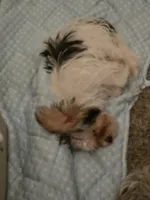 Axl, a male Yorkshire Terrier for sale in La Puente, CA – 10 of 10