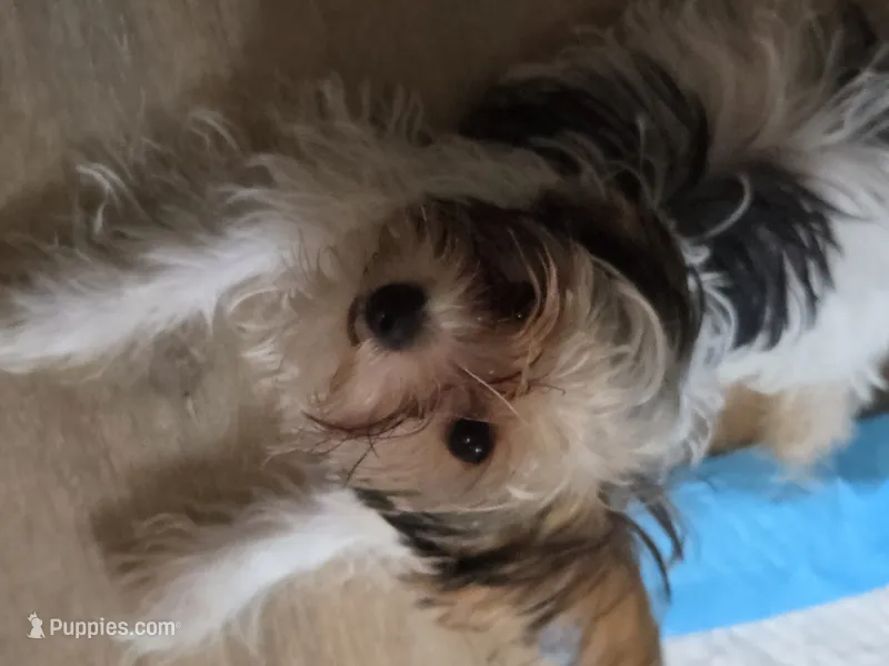 Axl – Yorkshire Terrier puppy for sale in La Puente, CA