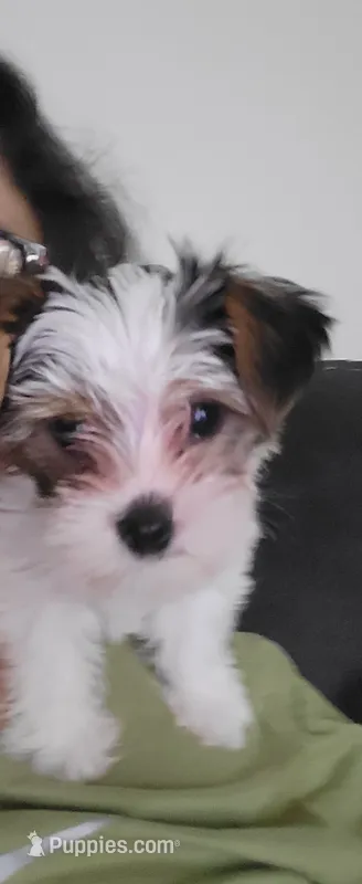 Axl – Yorkshire Terrier puppy for sale in La Puente, CA