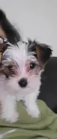 Axl, a male Yorkshire Terrier for sale in La Puente, CA – 1 of 6