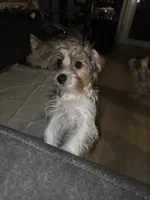 Chip, a male Yorkshire Terrier for sale in La Puente, CA – 4 of 6