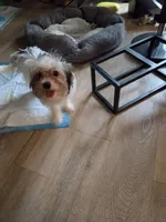 Axl, a male Yorkshire Terrier for sale in La Puente, CA – 3 of 10