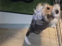 Chip, a male Yorkshire Terrier for sale in La Puente, CA – 3 of 6