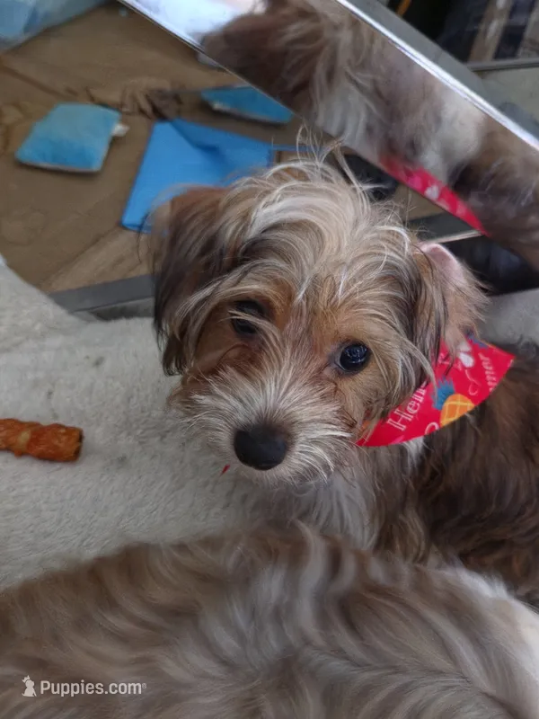 Chip – Yorkshire Terrier puppy for sale in La Puente, CA